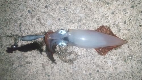 ケンサキイカの釣果
