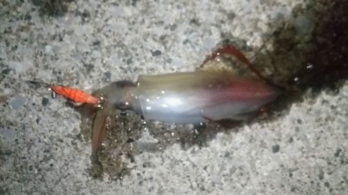 ケンサキイカの釣果