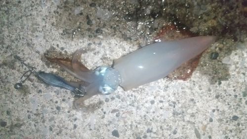 ケンサキイカの釣果