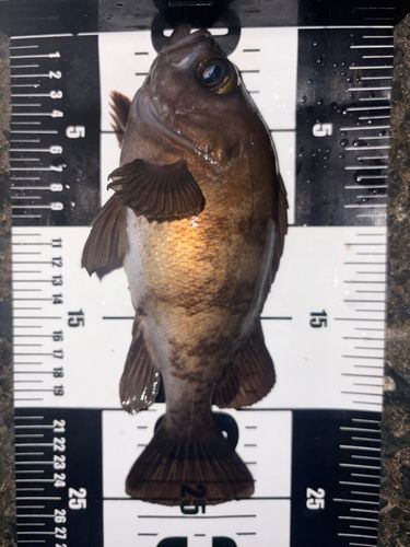 メバルの釣果