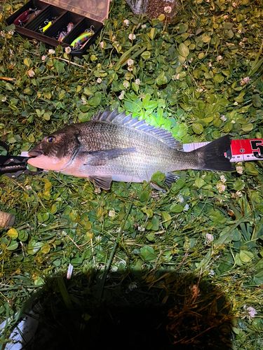 チヌの釣果