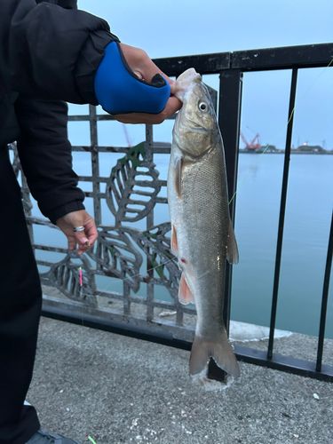 ウグイの釣果