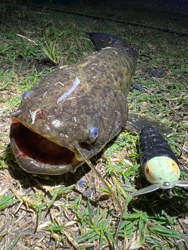ナマズの釣果