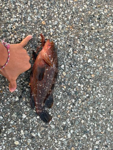 アコウの釣果
