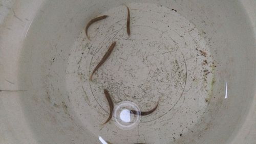 アユの釣果