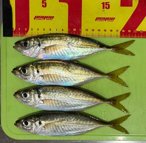 アジの釣果