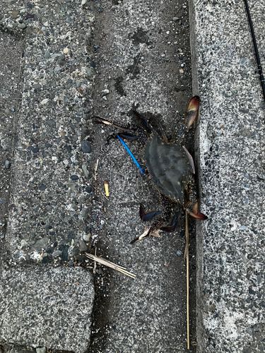 ワタリガニの釣果