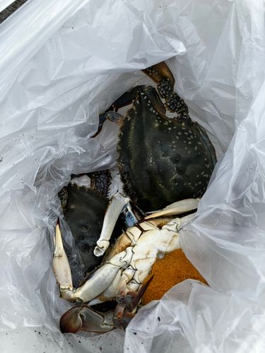 ワタリガニの釣果