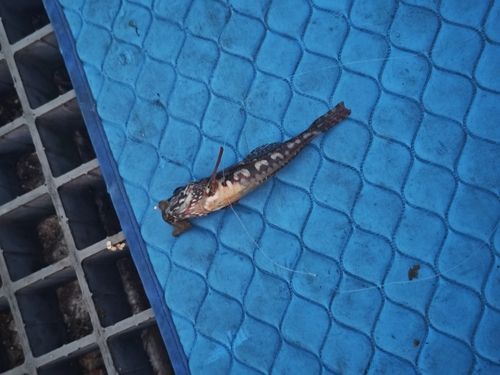 ハゼの釣果