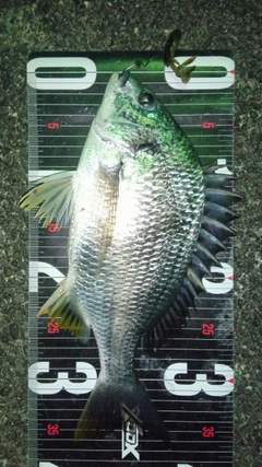 キビレの釣果