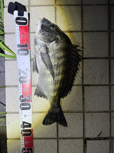 チヌの釣果
