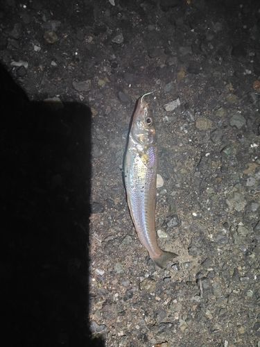 キスの釣果
