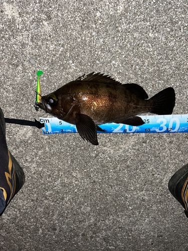 メバルの釣果