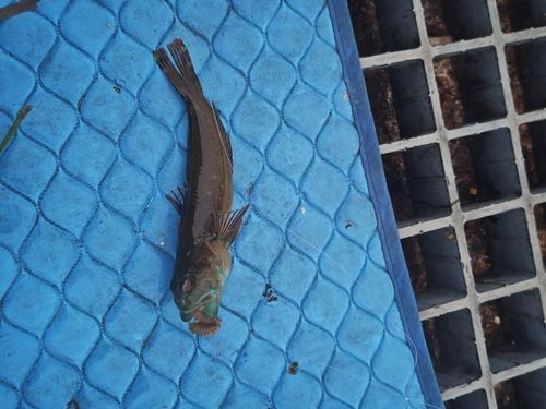 ハゼの釣果