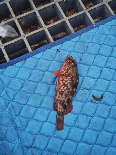 カサゴの釣果