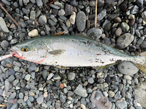 ワカシの釣果