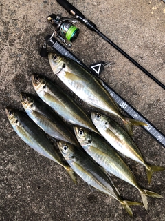 アジの釣果