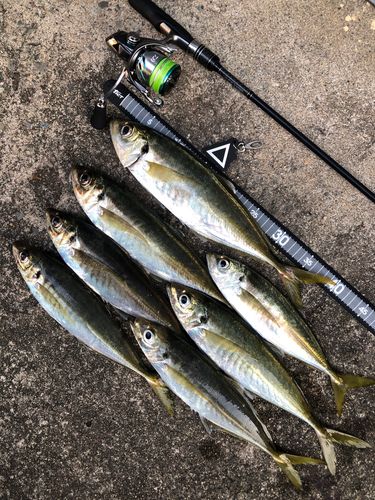 アジの釣果