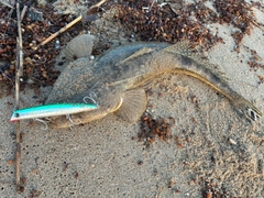 マゴチの釣果