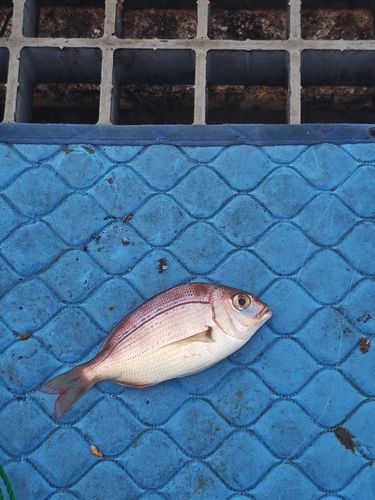 チャリコの釣果
