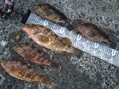 キジハタの釣果
