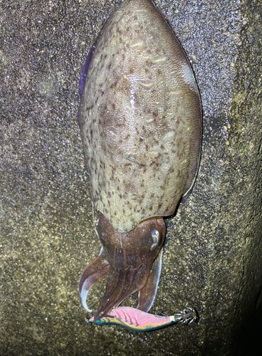 モンゴウイカの釣果
