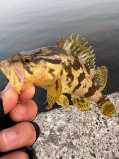 タケノコメバルの釣果