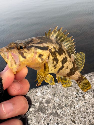 タケノコメバルの釣果