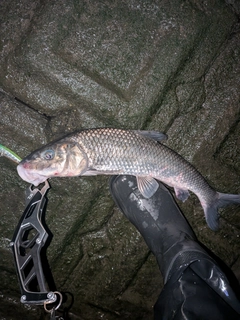 ニゴイの釣果
