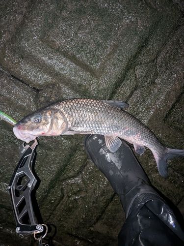 ニゴイの釣果