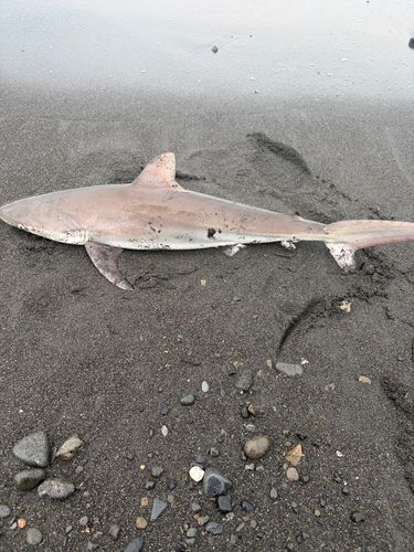 サメの釣果