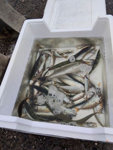 コショウダイの釣果