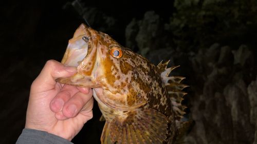 タケノコメバルの釣果