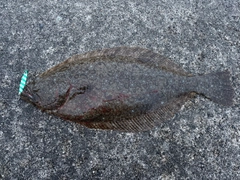 ヒラメの釣果