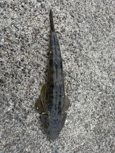 マゴチの釣果