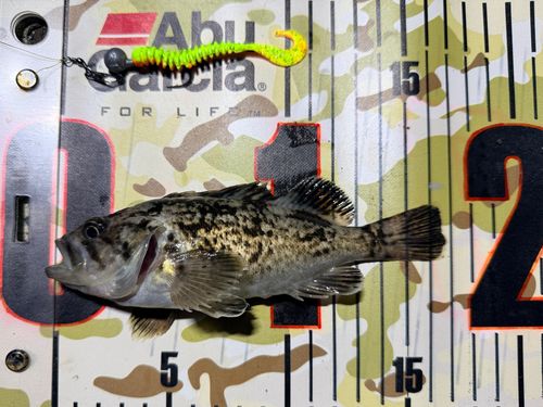 クロソイの釣果