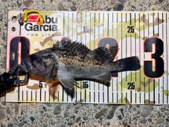 クロソイの釣果