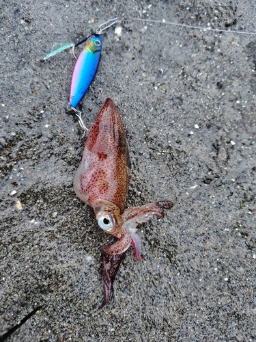 ヤリイカの釣果