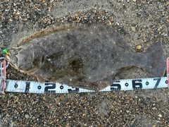 ヒラメの釣果