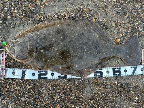 ヒラメの釣果