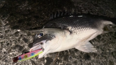キビレの釣果