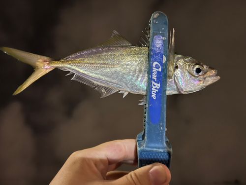 マアジの釣果