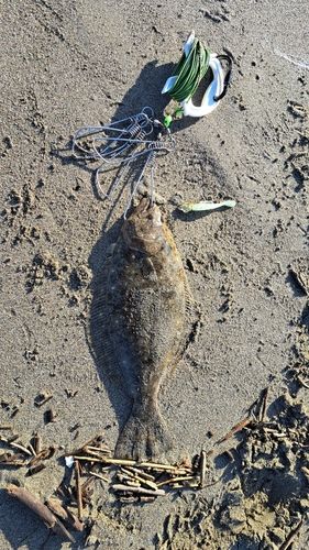 ヒラメの釣果