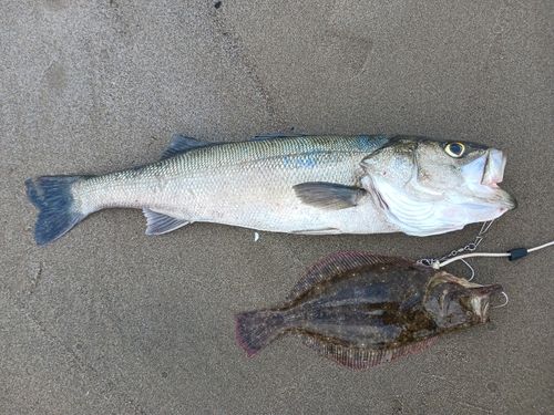 スズキの釣果