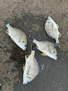 キビレの釣果