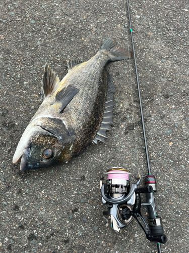 チヌの釣果