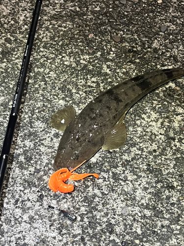 マゴチの釣果