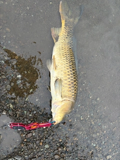 コイの釣果