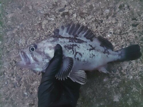クロソイの釣果
