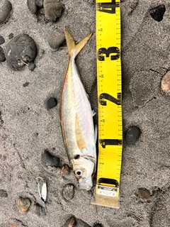 マアジの釣果